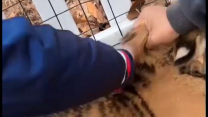 The little tiger can’t win, so it rolls on the ground, throwing a tantrum while crying and screaming
