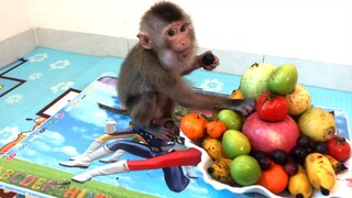 BiBi Monkey obedient enjoys a fruit dinner