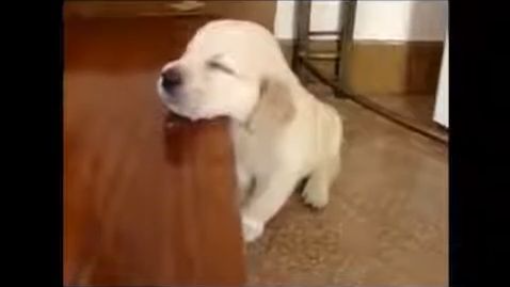 VIDEO MUY TIERNO DE ANIMALES QUEDANDOSE DORMIDO