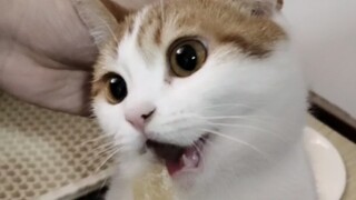 Kucing saya mengalami bug, berhenti saat terpicu