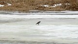 The crow cawed and the ice moved