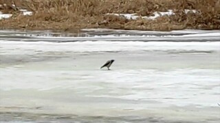 The crow cawed and the ice moved