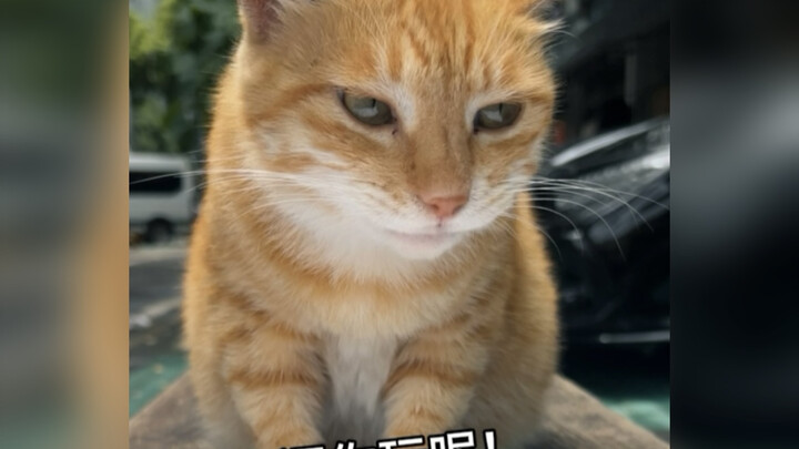 Dialog bahasa kucing menjinakkan si oranye gemuk! Kok suaranya masih serak seperti perokok?!