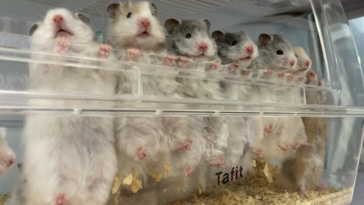 A litter of little bears standing in a row