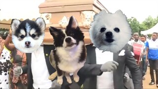 Astronomia (Coffin Dance) but it's Doggos and Gabe