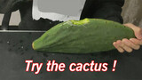 Daily Life|Edible Cactus