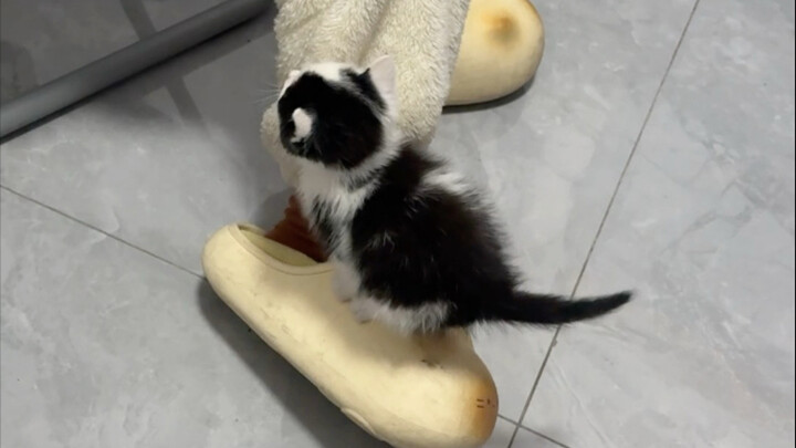 Day 3 After Being Found by the Cat