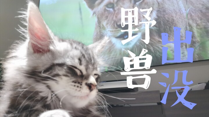 The cuter a Maine Coon is as a kitten, the fiercer it becomes as an adult.