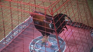 national elimination 11-07-2025