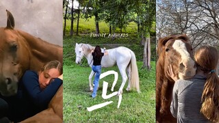 Kuda juga merupakan hewan yang sangat emosional.