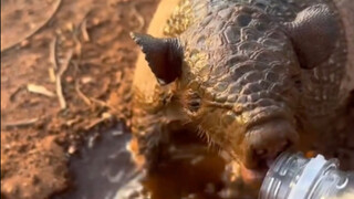 เจ้าตัวเล็กกระหายน้ำมาก คาดว่าถ้าหาแหล่งน้ำไม่เจออีก ก็คงต้องจากโลกนี้ไปแล้วล่ะ