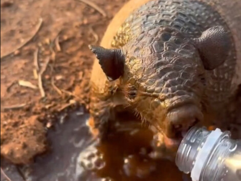 เจ้าตัวเล็กกระหายน้ำมาก คาดว่าถ้าหาแหล่งน้ำไม่เจออีก ก็คงต้องจากโลกนี้ไปแล้วล่ะ