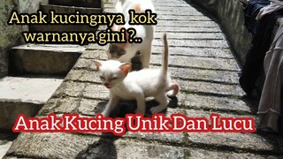 Anak Kucing Lucu Di Ajak Jalan-Jalan Sama Induknya Untuk Pertama Kalinya..!