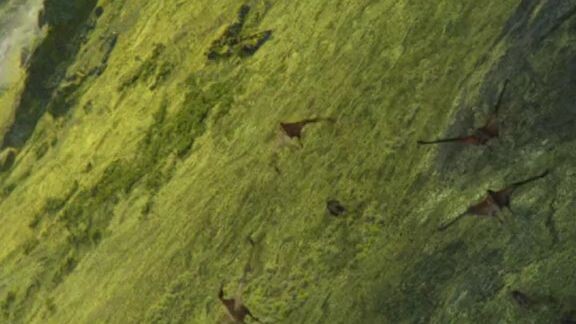 GodZillaXKong2024Trailer