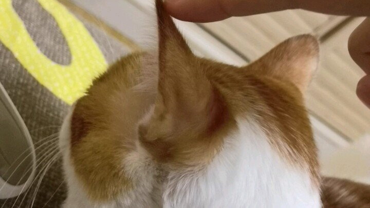 ทำไมหูของน้องแมวถึงตลกขนาดนี้ ฮ่าๆๆๆ