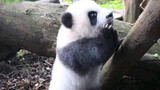 Panda Raksasa|Bintang "Super" Internasional
