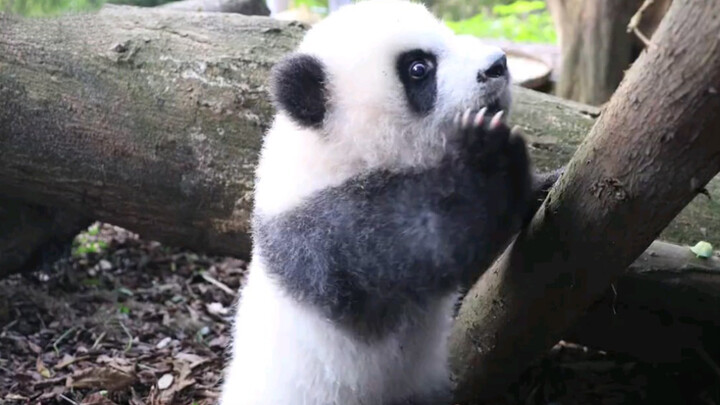 Giant Panda|International "Super" Star