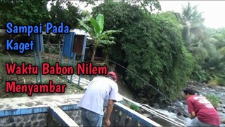 Mancing Disini Sampai Kaget Disambar Babon Nilem Broo