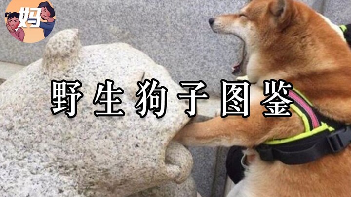 【野生人类图鉴】说不定它比你对象还聪明