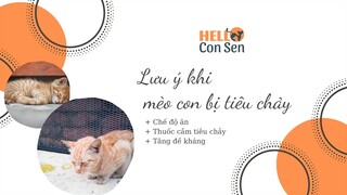 Cách nuôi mèo con khi mèo con bị tiêu chảy