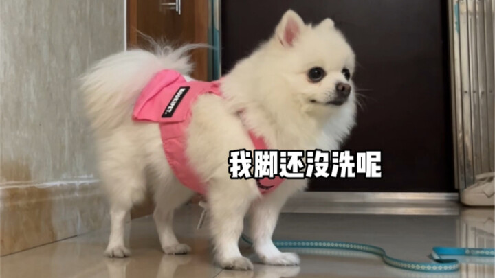 遛狗回来忘记给狗子洗脚