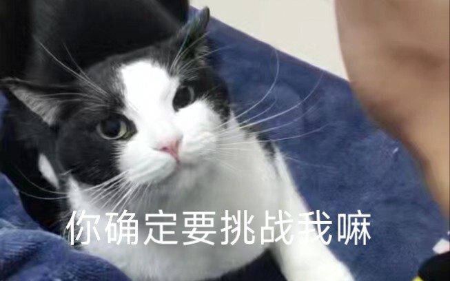 How to Annoy a Milk-Cow Cat