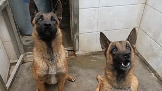 Makan bakpao, makan bakpao, setiap anjing ada bagiannya