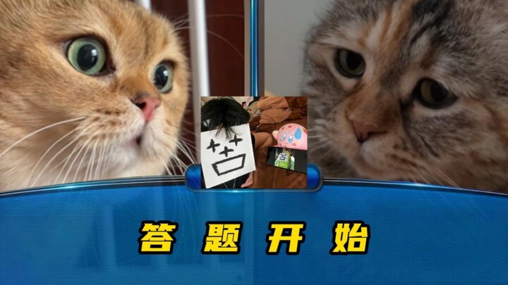 双 猫 对 战