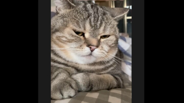 Never laugh when a cat is on your belly!