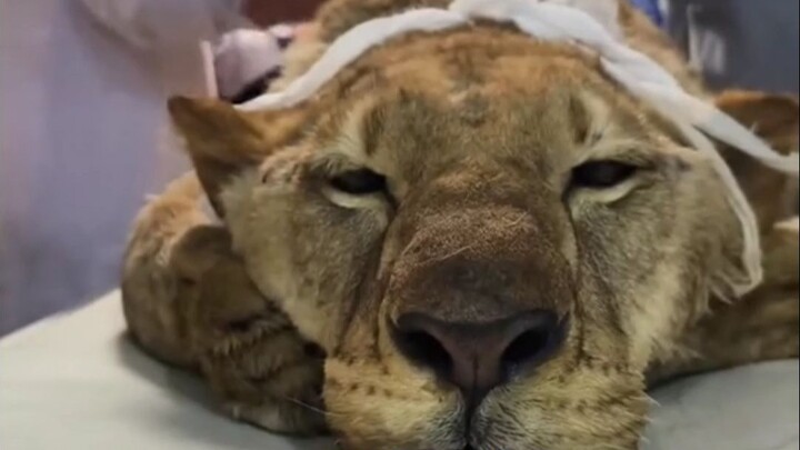 كل حيوان وكل طبيب لطيف جدًا! _حيوانات_مستشفى الحيوانات_دفء_لطف_توصيات بالبيانات الضخمة للأشخاص المحت