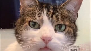 “我 就 是 头 铁 ！”