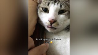 Hận ông bà già đang tuổi trẻ hừng hực thì cắt bi người ta 🥺 fyp catsoftiktok sleepycat meocute