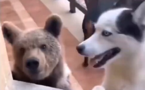 The dog who brings friends home