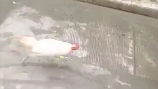 Talo kapitbahay Panalo kapitbahay 😂 Sa natalo tayo nakapusta 🐓😂