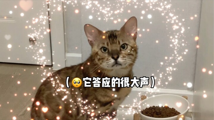 I actually found a leopard cat!