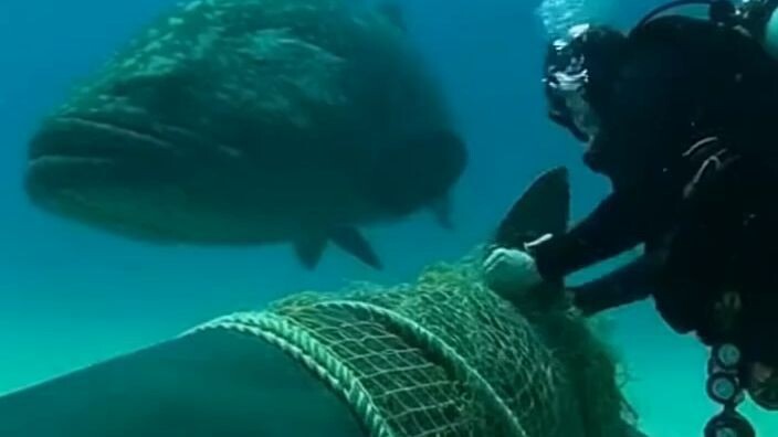 🦈 This Shark Was Seconds From Death… Until This Happened