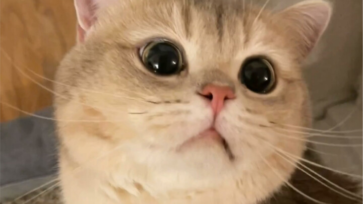 Saat dia mendadak mengangkat kepala, benar-benar sama seperti waktu kecil dulu 🥺