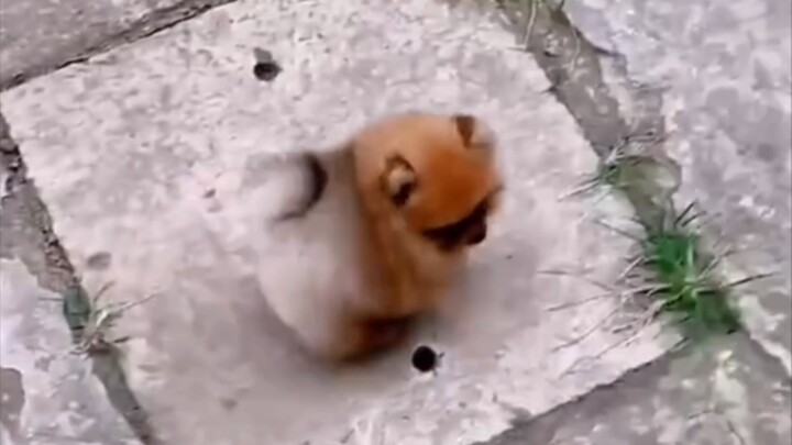 Puppy with only head and butt