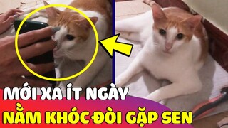 Mới xa 'CON SEN' được mấy ngày bé mèo tủi thân 'NẰM KHÓC' đòi gặp sen   😅 Gâu Đần