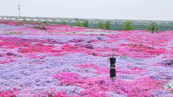Moss phlox, also known as flowering lawn, can be planted to create a sea of blooms and is easy to gr