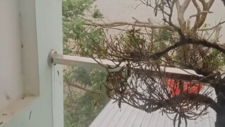 Nhà có nước có Bão Nhiều