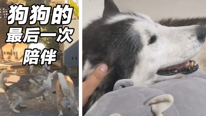 Misha, the dog who brought everyone wonderful memories even on her last day of life