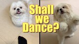 Teaching My Dog How To Dance Together | Cute & Funny Shih Tzu Dog Video