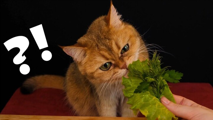 【KittyKlaw】Kitty Si Penikmat Makanan! (Channel Resmi)