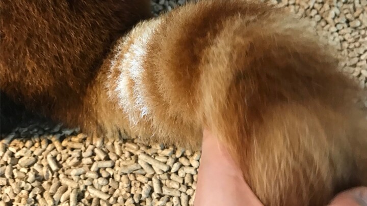 【Gấu trúc nhỏ】Vuốt đuôi của gấu trúc nhỏ thích quá đi mất! Đuôi bông xù thế này mà làm thành thú nhồ
