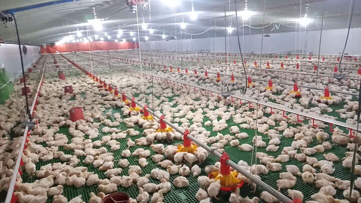 farm