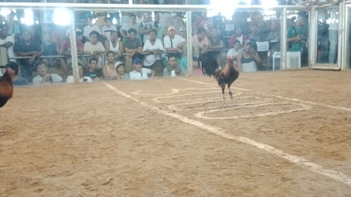 2hit Ulutan sa NSQCA DEC. 07 2023 2ND FIGHT CHAMPION