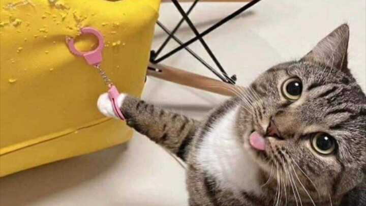 The Mental State of Cat Owners