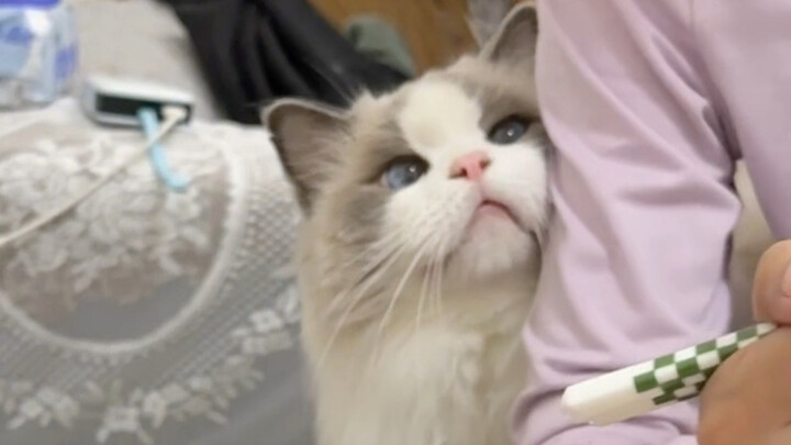 Kucing: Ibu, bolehkah aku makan di meja?