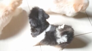 #playtime#cuttie